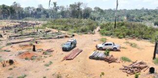 GERAL/Operação Região Metropolitana 2025: IPAAM aplica R$ 30,6 milhões em multas por crimes ambientais