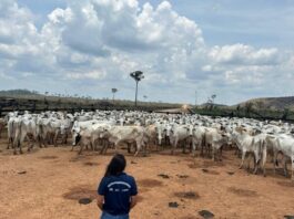 GERAL/Febre aftosa: ADAF vai realizar vigilância em mais de 400 propriedades no primeiro semestre de 2026
