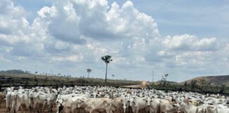 GERAL/Febre aftosa: ADAF vai realizar vigilância em mais de 400 propriedades no primeiro semestre de 2026