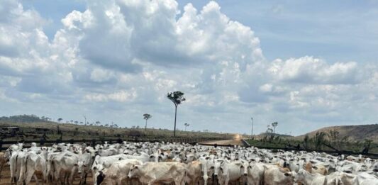 GERAL/Febre aftosa: ADAF vai realizar vigilância em mais de 400 propriedades no primeiro semestre de 2026