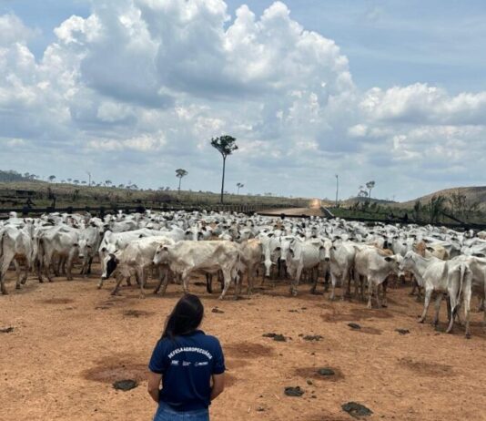 GERAL/Febre aftosa: ADAF vai realizar vigilância em mais de 400 propriedades no primeiro semestre de 2026