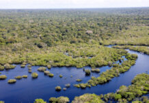 MEIO AMBIENTE/Governo do Brasil seleciona 11 projetos para restaurar quase 3 mil hectares na AMAZÔNIA LEGAL
