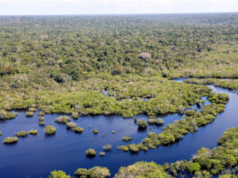 MEIO AMBIENTE/Governo do Brasil seleciona 11 projetos para restaurar quase 3 mil hectares na AMAZÔNIA LEGAL