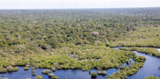 MEIO AMBIENTE/Governo do Brasil seleciona 11 projetos para restaurar quase 3 mil hectares na AMAZÔNIA LEGAL