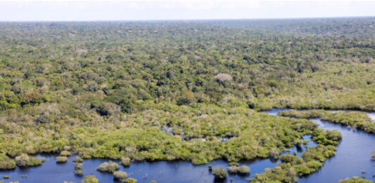 MEIO AMBIENTE/Governo do Brasil seleciona 11 projetos para restaurar quase 3 mil hectares na AMAZÔNIA LEGAL