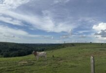 MEIO AMBIENTE/Operação TAMOIOTATÁ 6: IPAAM aplica R$ 465 mil em multas e embarga área equivalente a 49 campos de futebol em Apuí