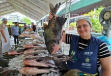 ALIMENTAÇÃO/ADS comercializa mais de 37 toneladas de PEIXE em três dias do Feirão do Pescado na Semana Santa